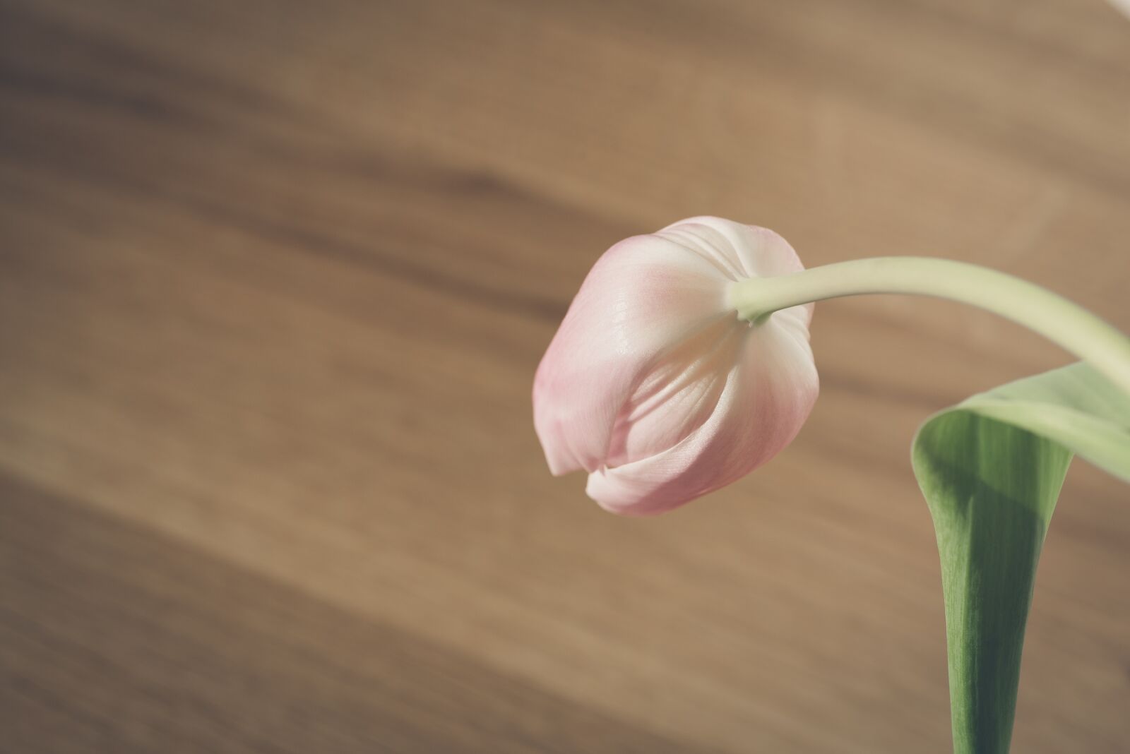 Nikon D750 sample photo. Flower, pink, tulip photography