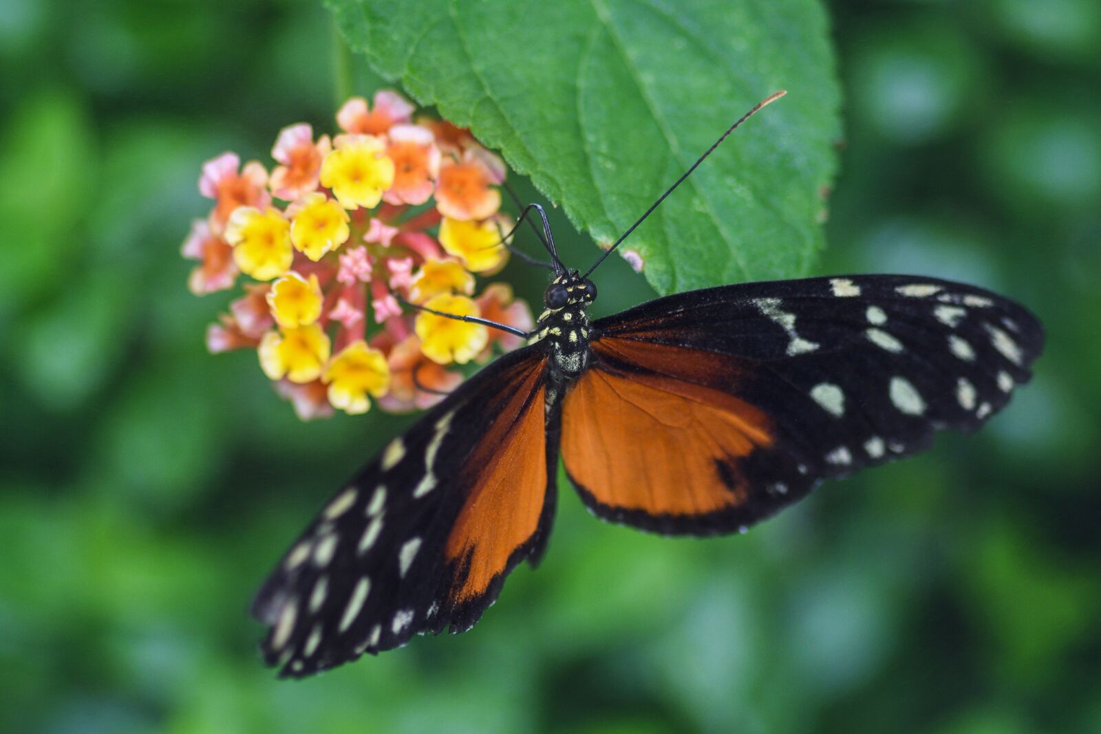 Tokina AT-X Pro 100mm F2.8 Macro sample photo. Butterfly, exotic, insect photography