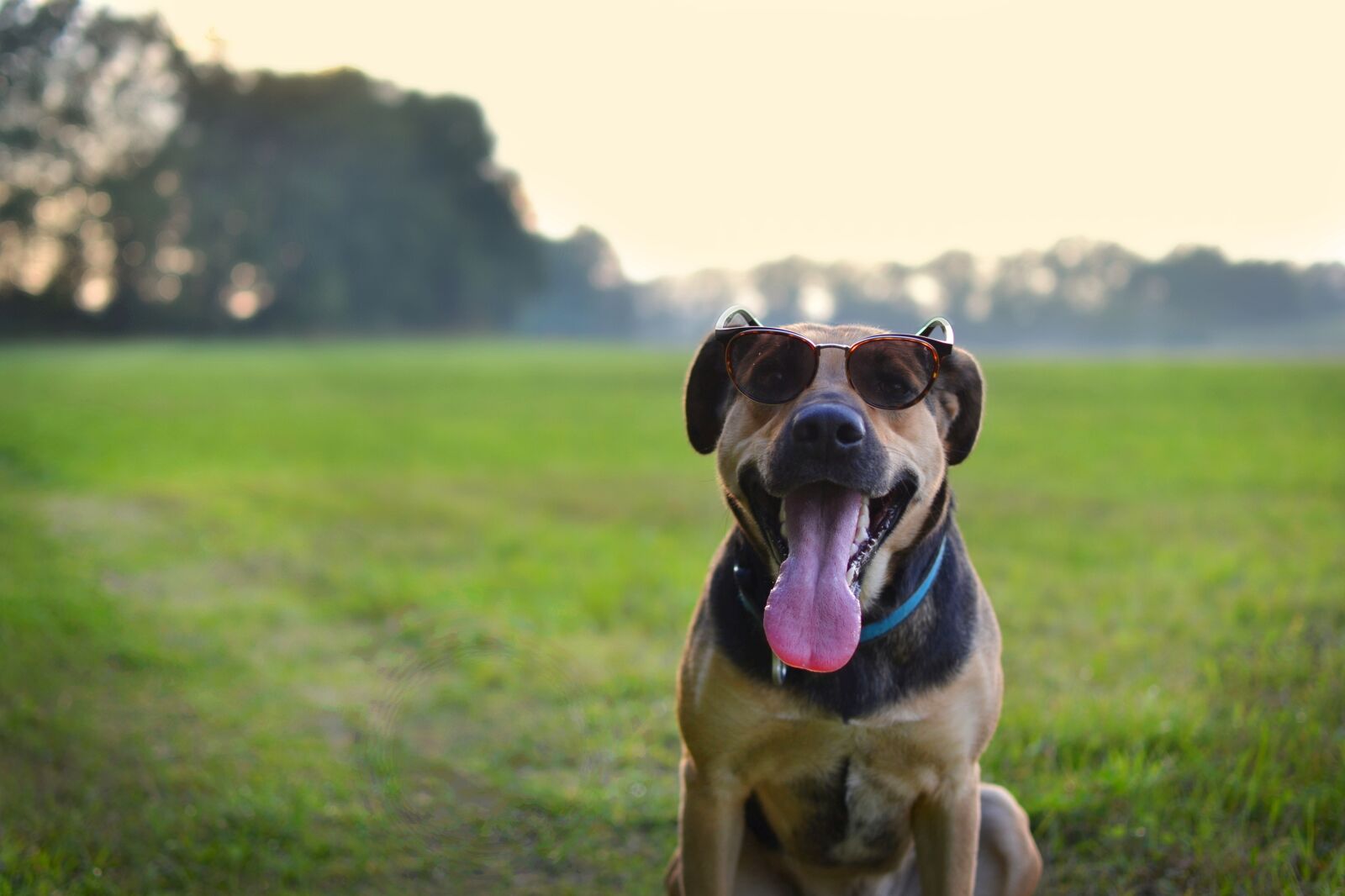 Nikon D3100 sample photo. Dog, summer, nature photography