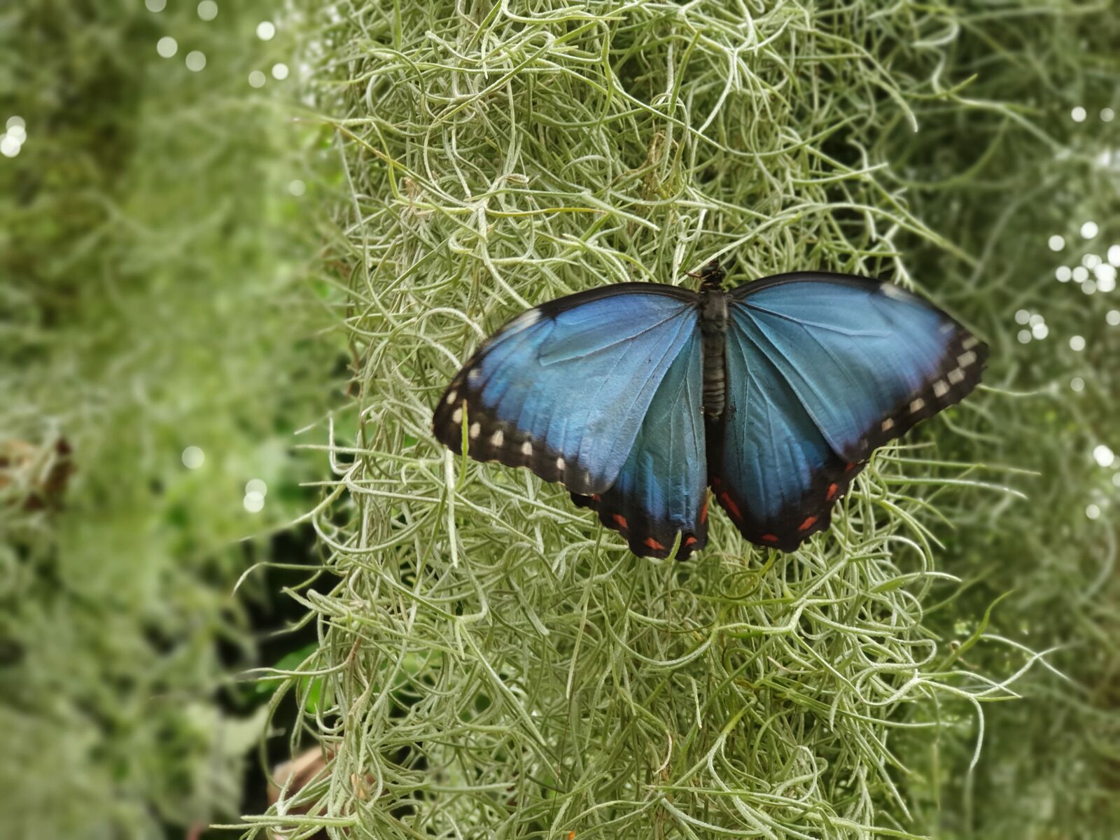 Samsung SM-G973F sample photo. Blue, butterfly, beauty photography