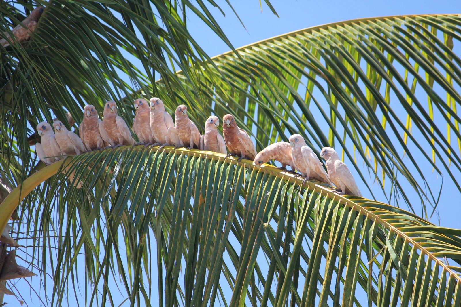 Canon EOS 550D (EOS Rebel T2i / EOS Kiss X4) sample photo. Birds, sunny, tropical photography