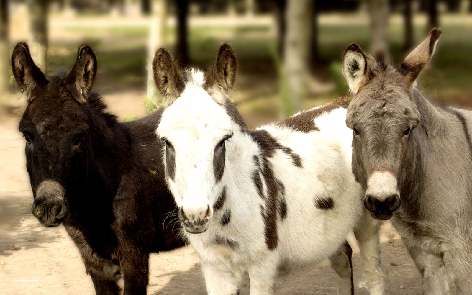 Canon EOS 7D sample photo. Donkey, farm, animal photography