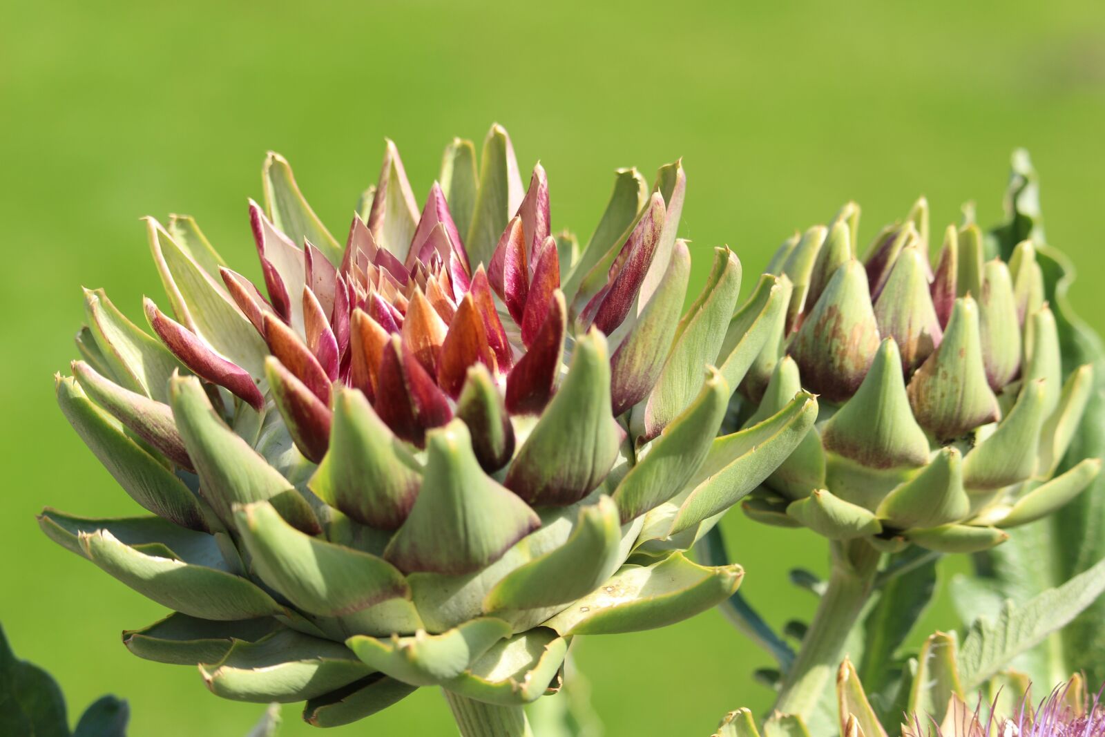 Canon EF-S 55-250mm F4-5.6 IS STM sample photo. Artichoke, flower, bud photography