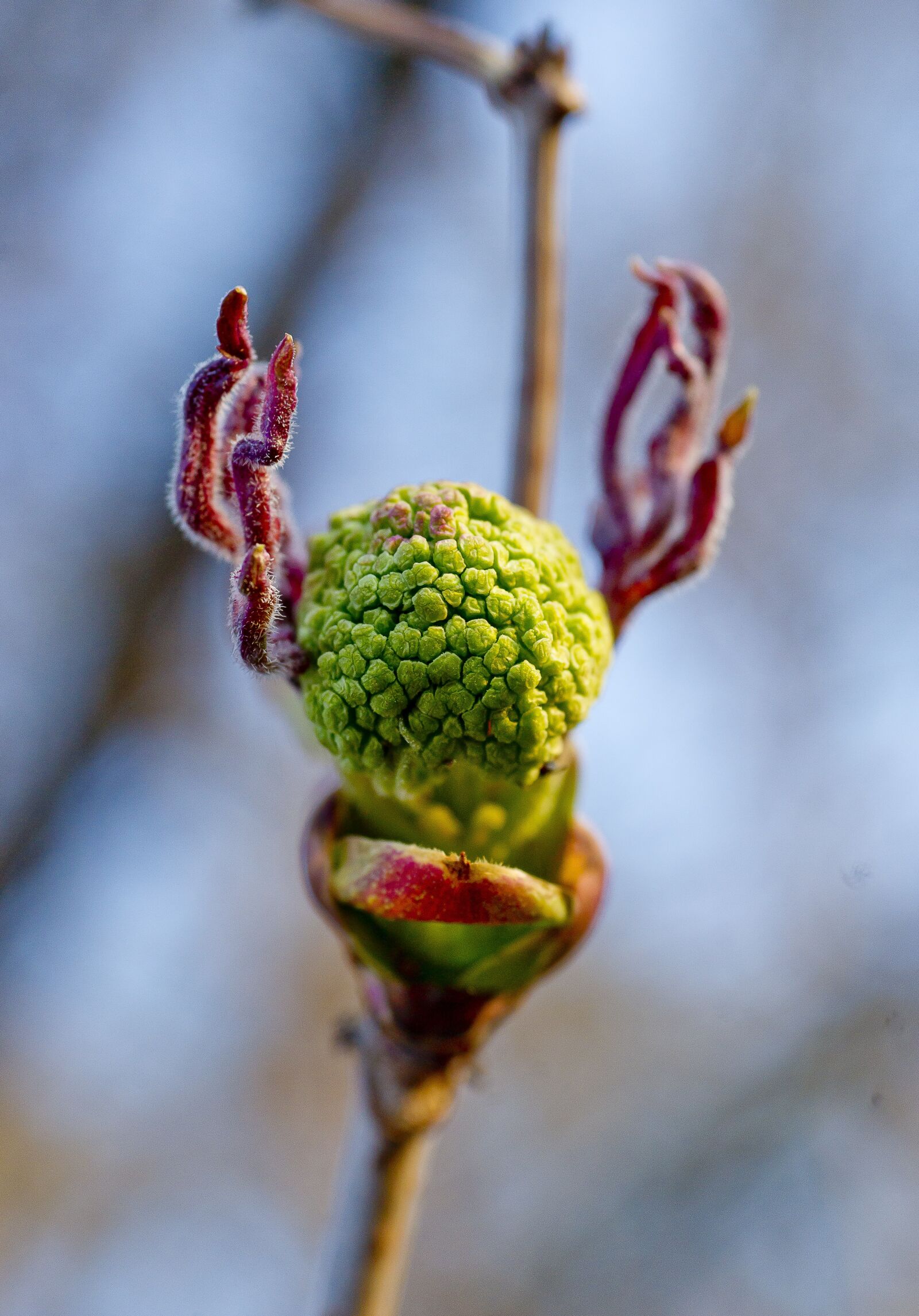 Sony Alpha DSLR-A850 sample photo. Bloom, rowan, before flowering photography