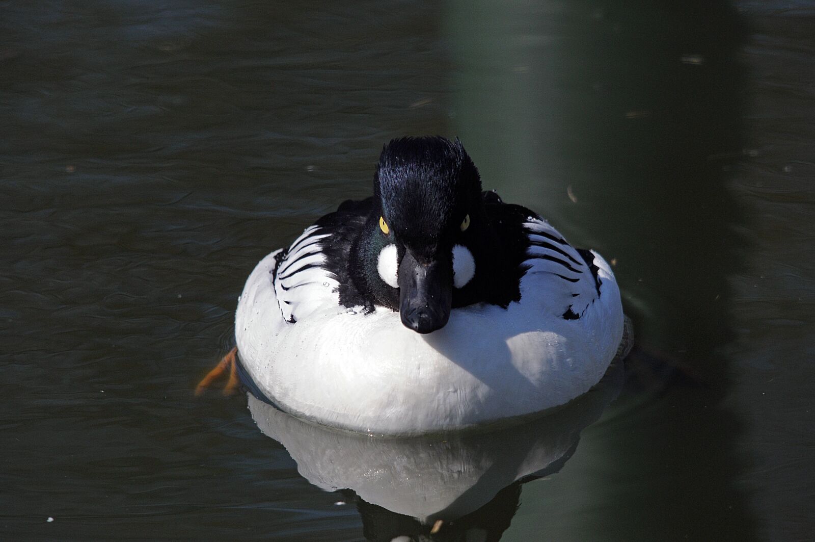 Nikon D300 sample photo. Haddock duck, duck, water photography