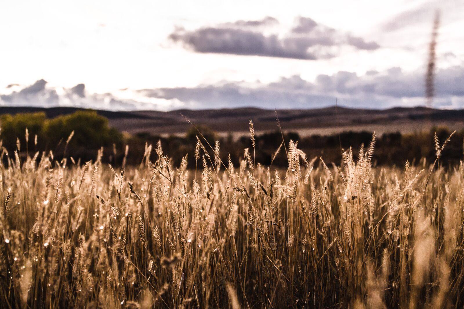 Nikon D3100 sample photo. Meadow, field, autumn photography