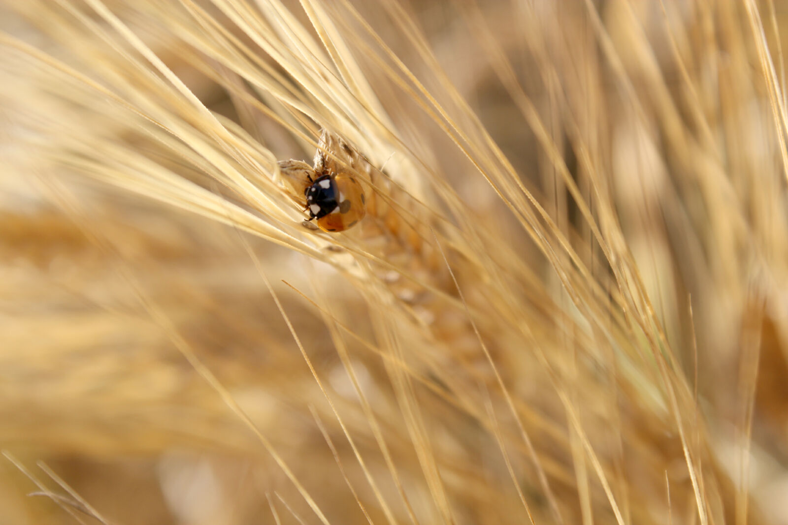 Canon EOS 600D (Rebel EOS T3i / EOS Kiss X5) sample photo. Bug, field, ladybug, macro photography