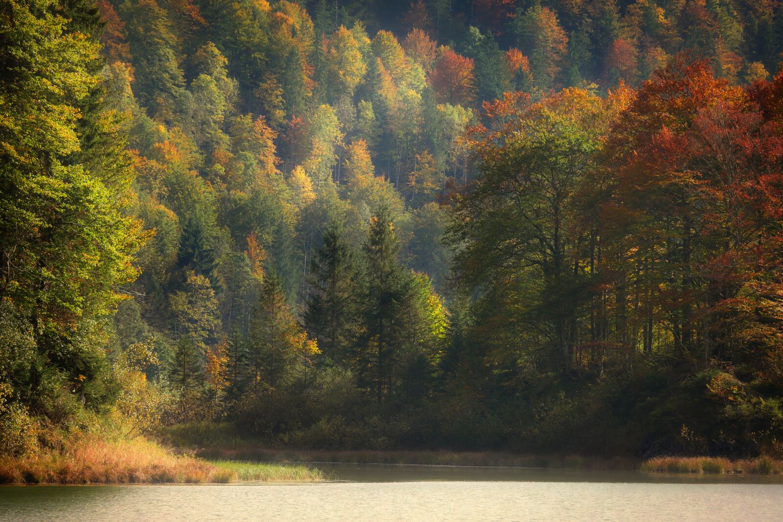 Panasonic Lumix DMC-GX8 sample photo. Tree, autumn, landscape photography