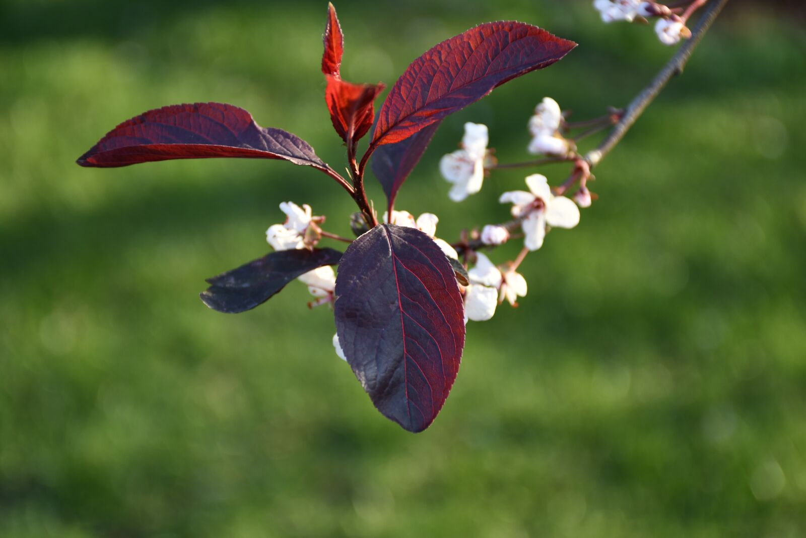 Nikon D7500 sample photo. The leaves, flowers, plant photography