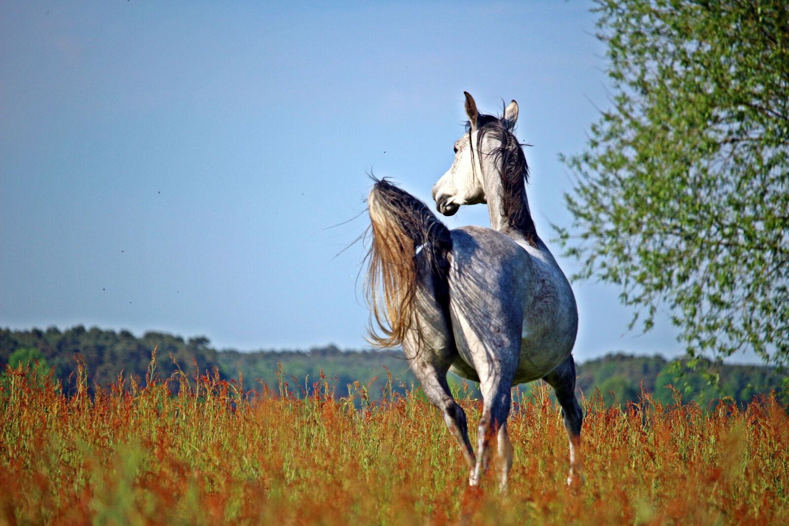 Canon EOS 100D (EOS Rebel SL1 / EOS Kiss X7) sample photo. Horse, mold, trot photography