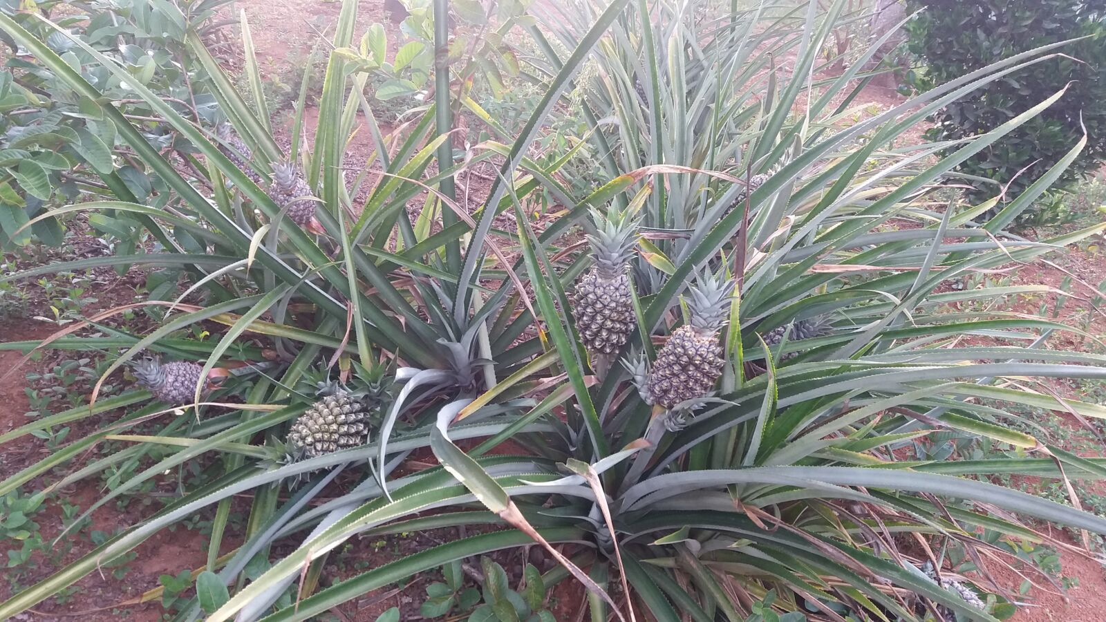 Samsung Galaxy J5 sample photo. Pineapple, nature, fruta photography