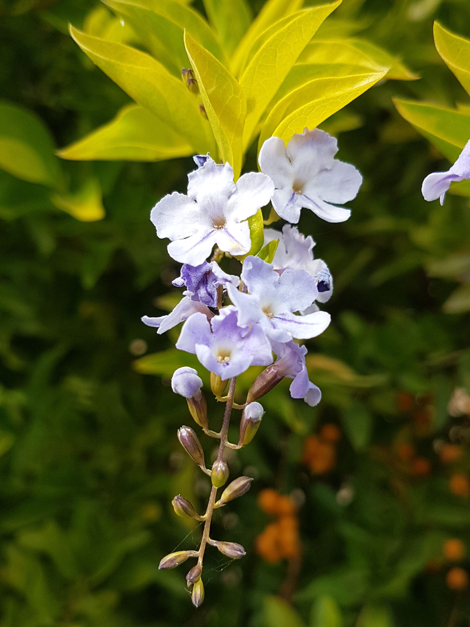 Samsung Galaxy S7 Edge sample photo. Blurred, background, green, natue photography