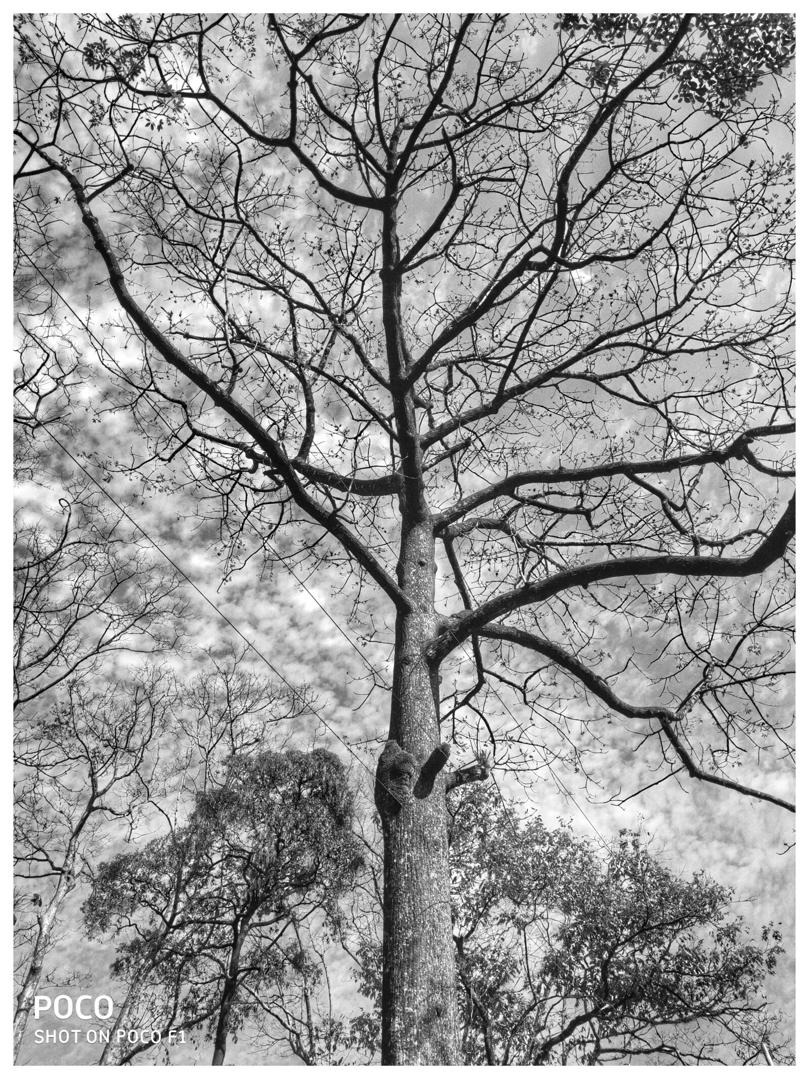 Xiaomi POCO F1 sample photo. Tree, winter, jayanti river photography