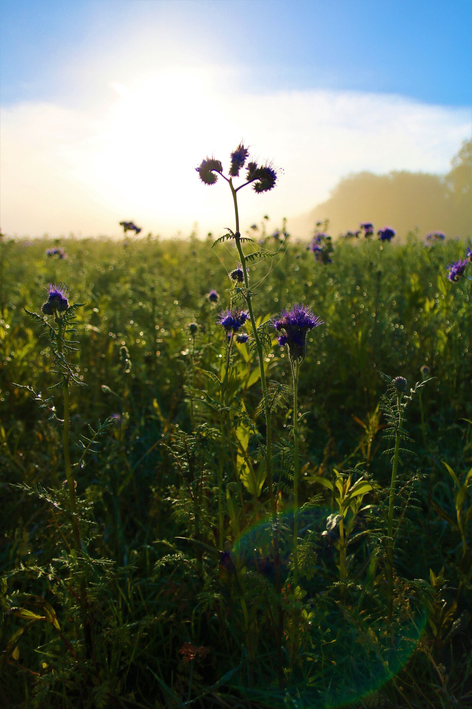 Canon EOS 750D (EOS Rebel T6i / EOS Kiss X8i) sample photo. Flowers, sun, summer photography