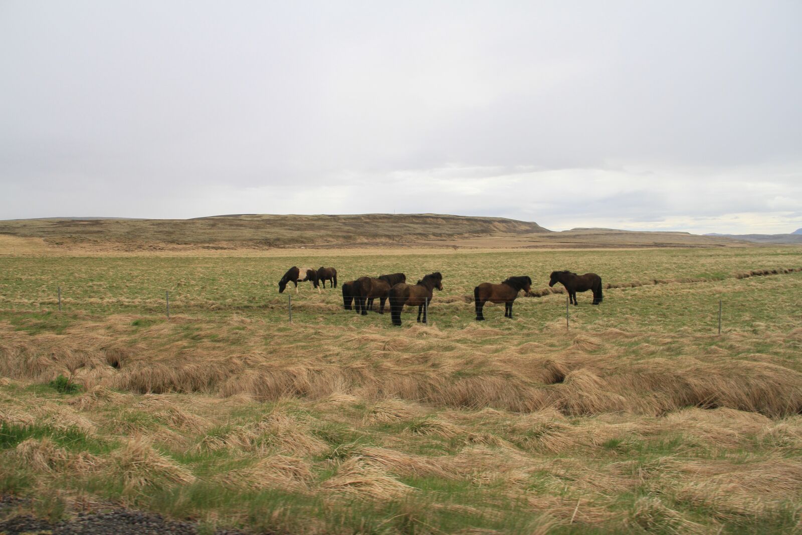 Canon EOS 7D sample photo. Iceland, nature, horse photography