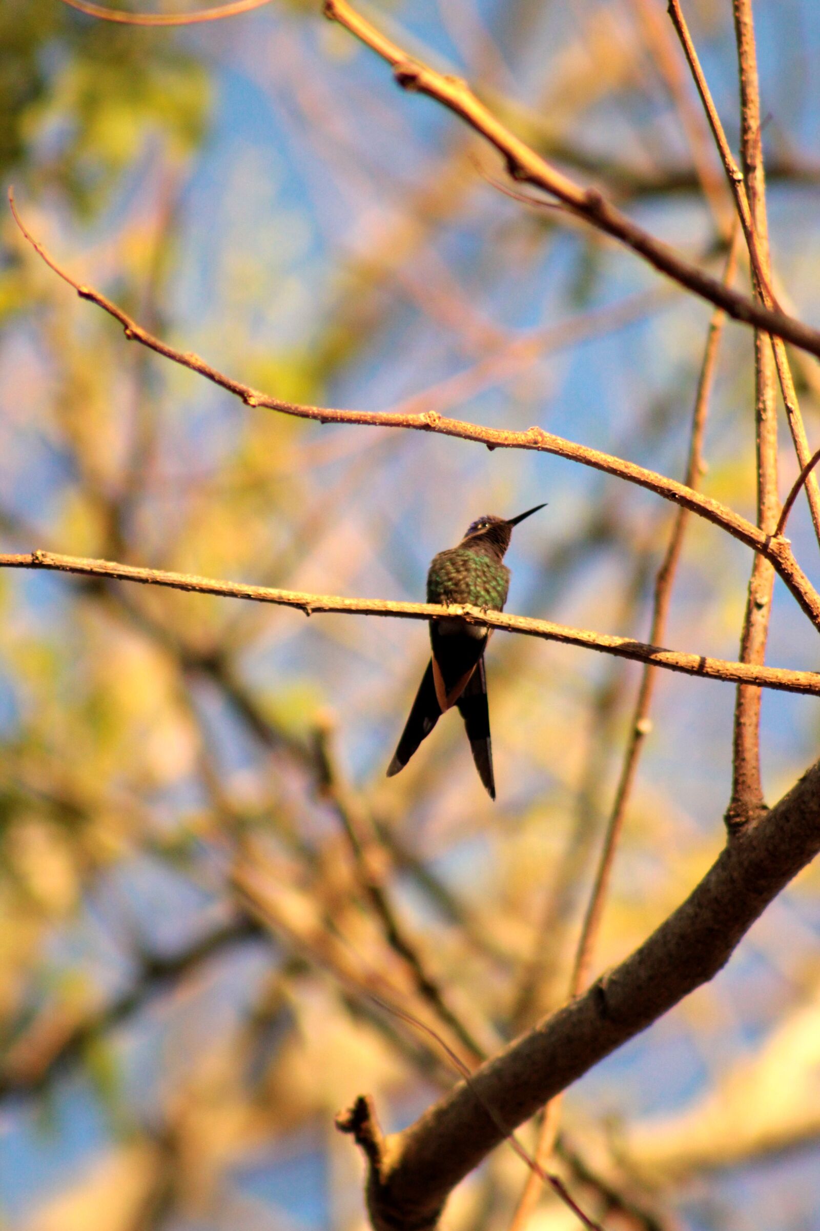 Canon EOS 600D (Rebel EOS T3i / EOS Kiss X5) sample photo. Hummingbird, bird, nature photography