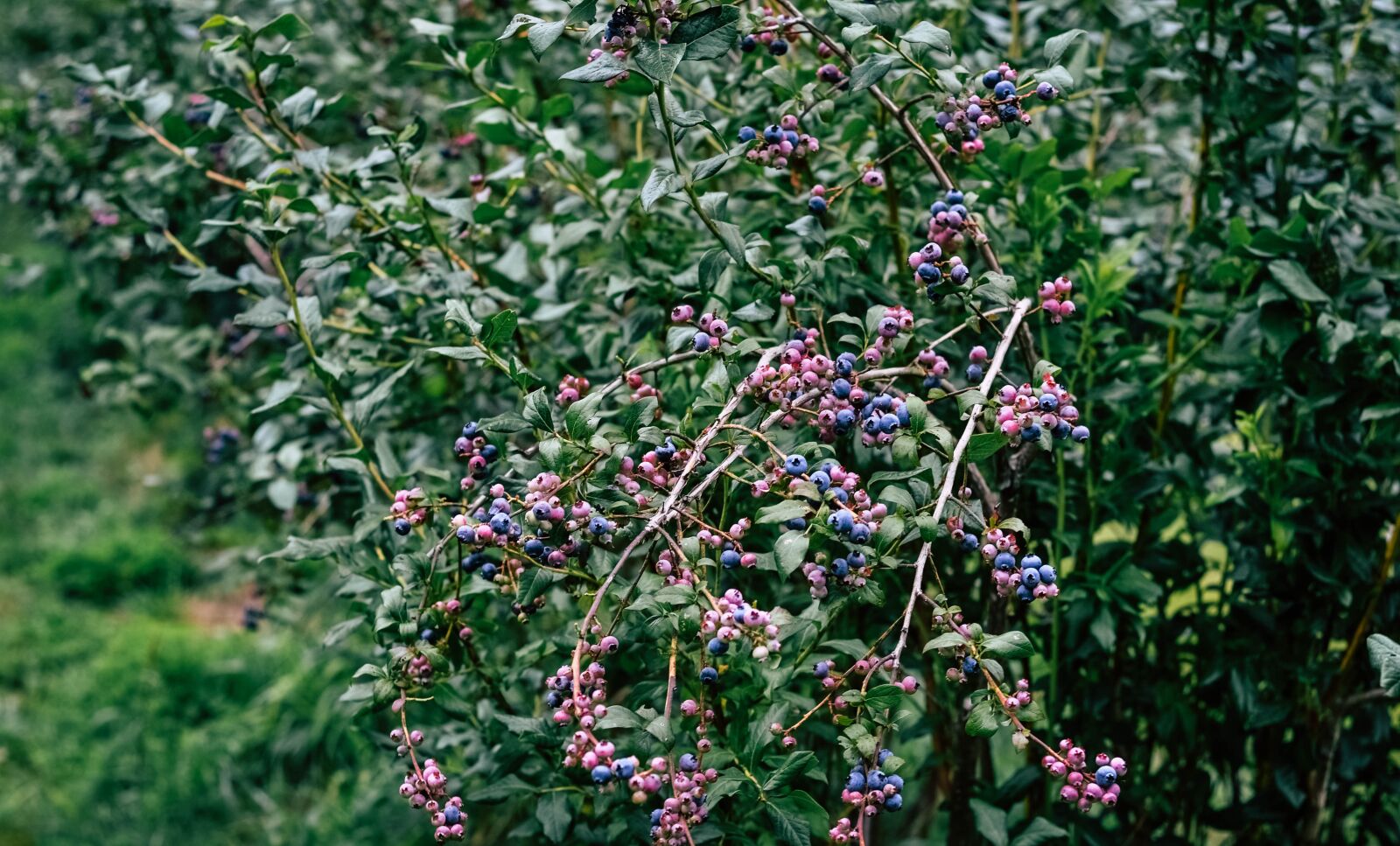Nikon D3100 sample photo. Blueberry, blueberry bush, blueberries photography