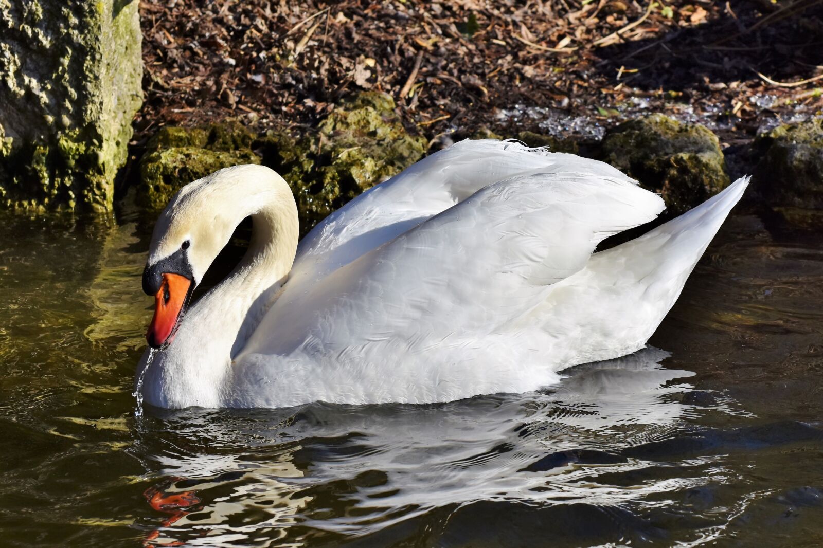 Nikon D7200 sample photo. Swan, water bird, schwimmvogel photography