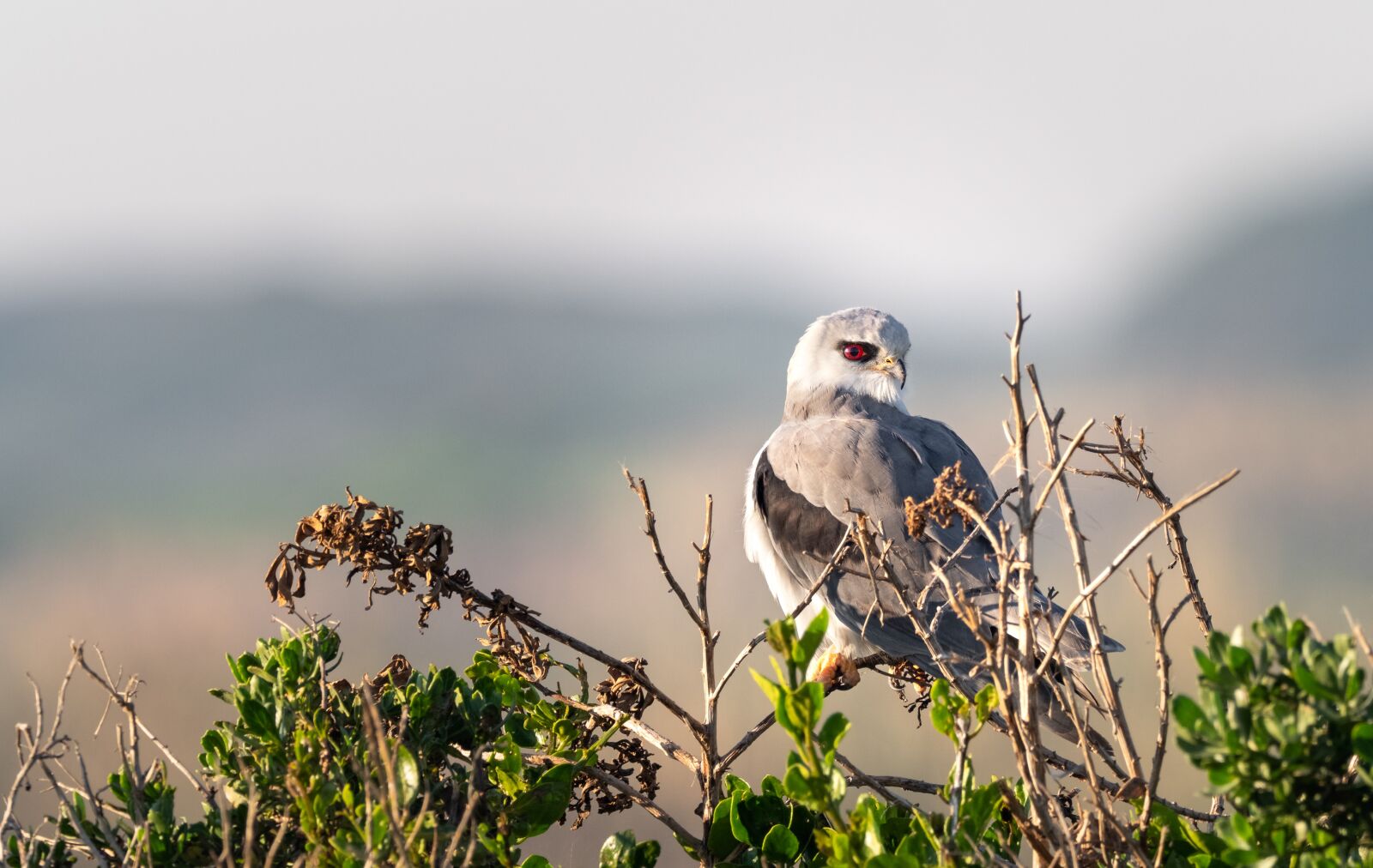 M.300mm F4.0 + MC-14 sample photo. Black-winged kite, black-shouldered kite photography