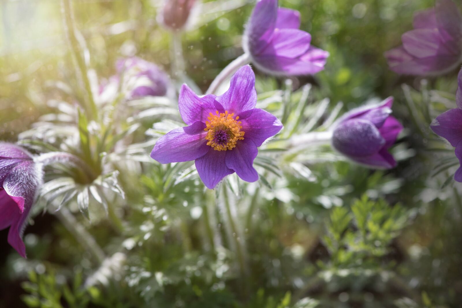 Nikon D750 sample photo. Common pasque flower, pulsatilla photography