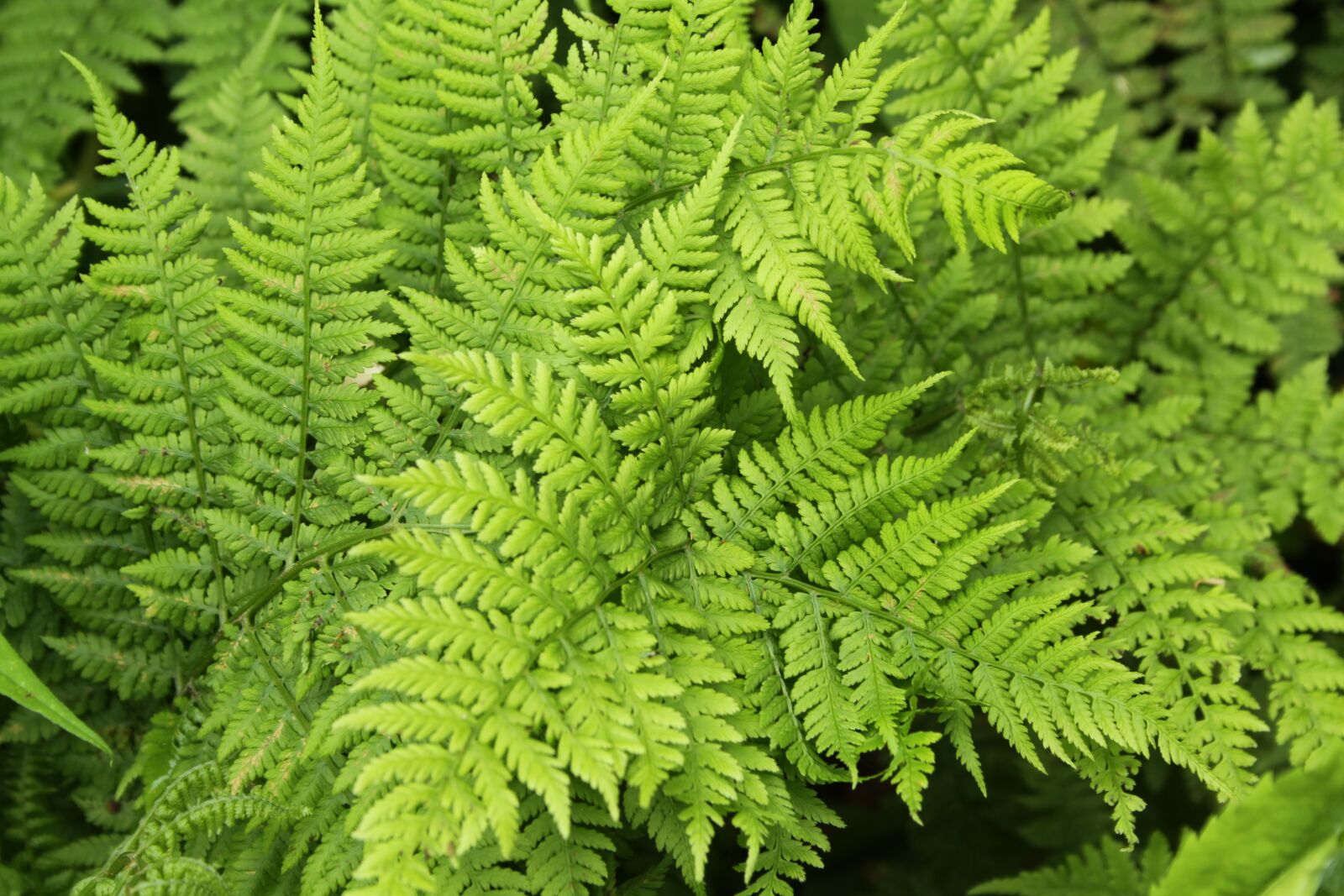 Canon EOS 50D sample photo. Ferns, green, woods photography