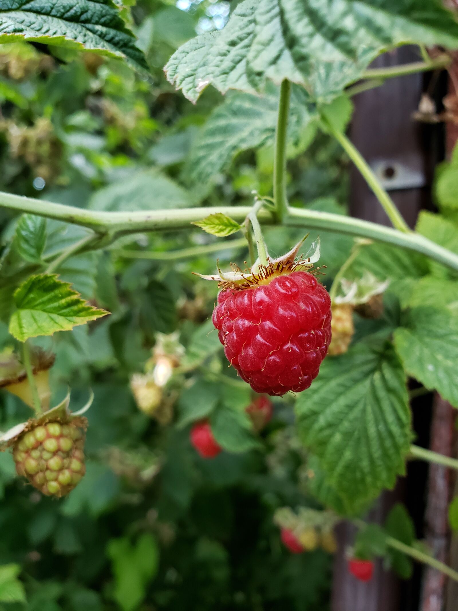 Samsung Galaxy S9+ sample photo. Raspberry, red, single berry photography