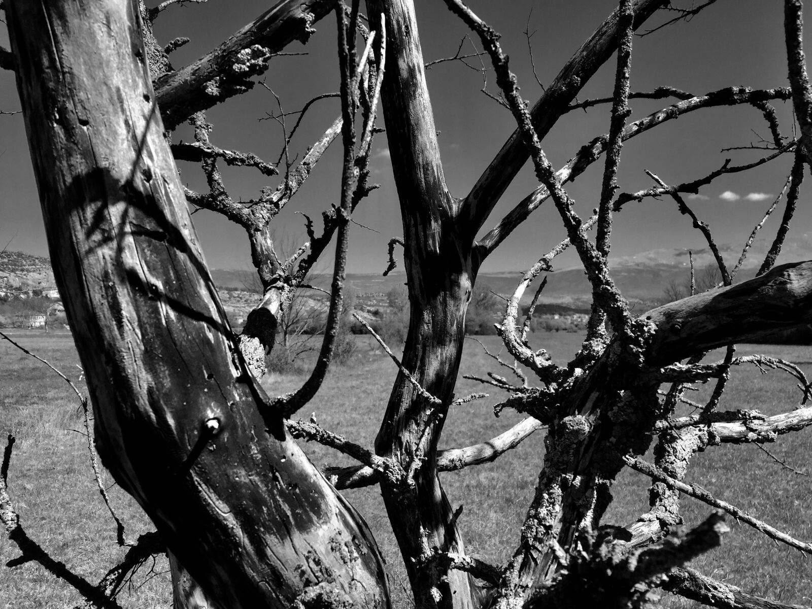 Apple iPhone 6 sample photo. Nature, white black, white photography