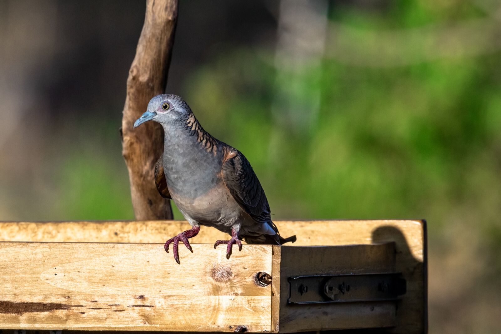 Canon EOS 80D sample photo. Bird, animal, wildlife photography