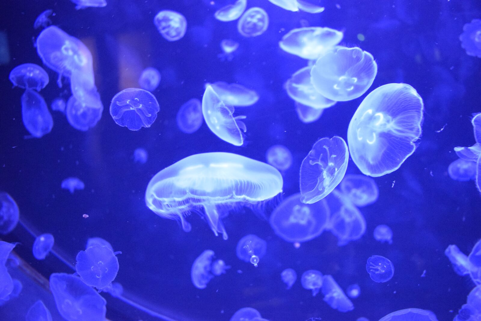 Nikon D3300 sample photo. Medusa, jellyfish, blue photography