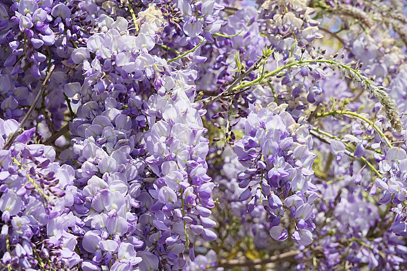 Sony a6000 sample photo. Wisteria, flowers, flora photography