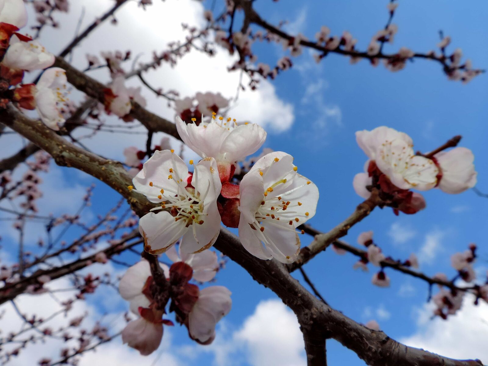 Nikon Coolpix P520 sample photo. Blue sky, branches, flower photography