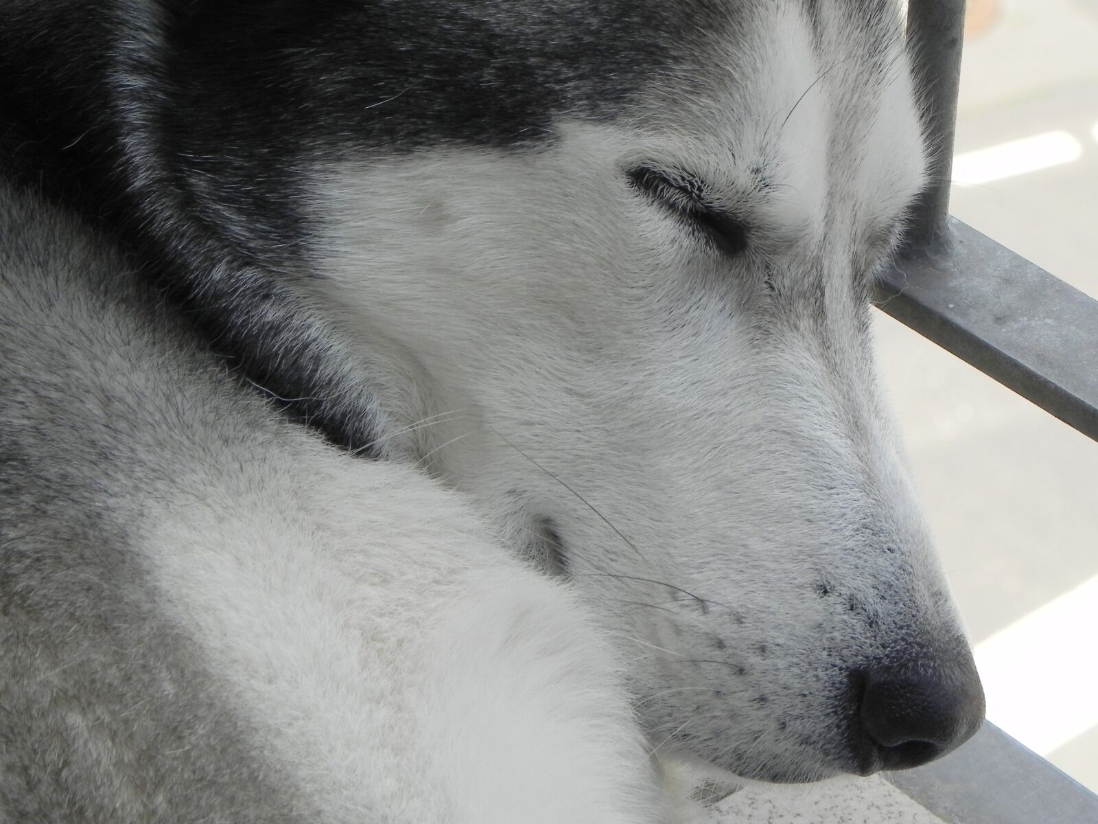 Nikon Coolpix P100 sample photo. Husky, dog, siberian husky photography