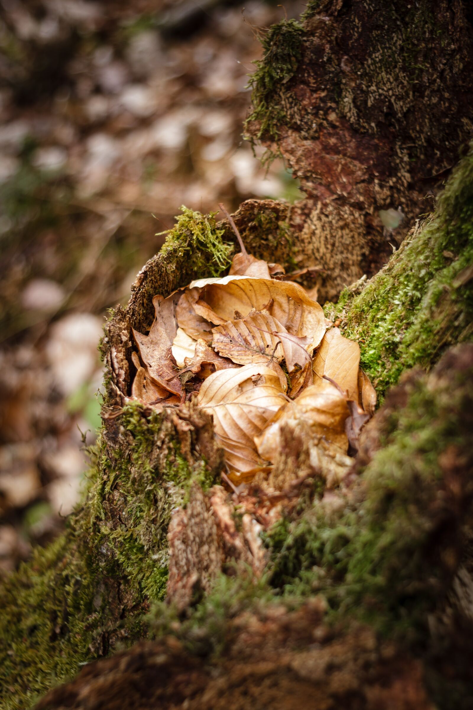 Canon EOS 7D sample photo. Moss, nature, forest photography