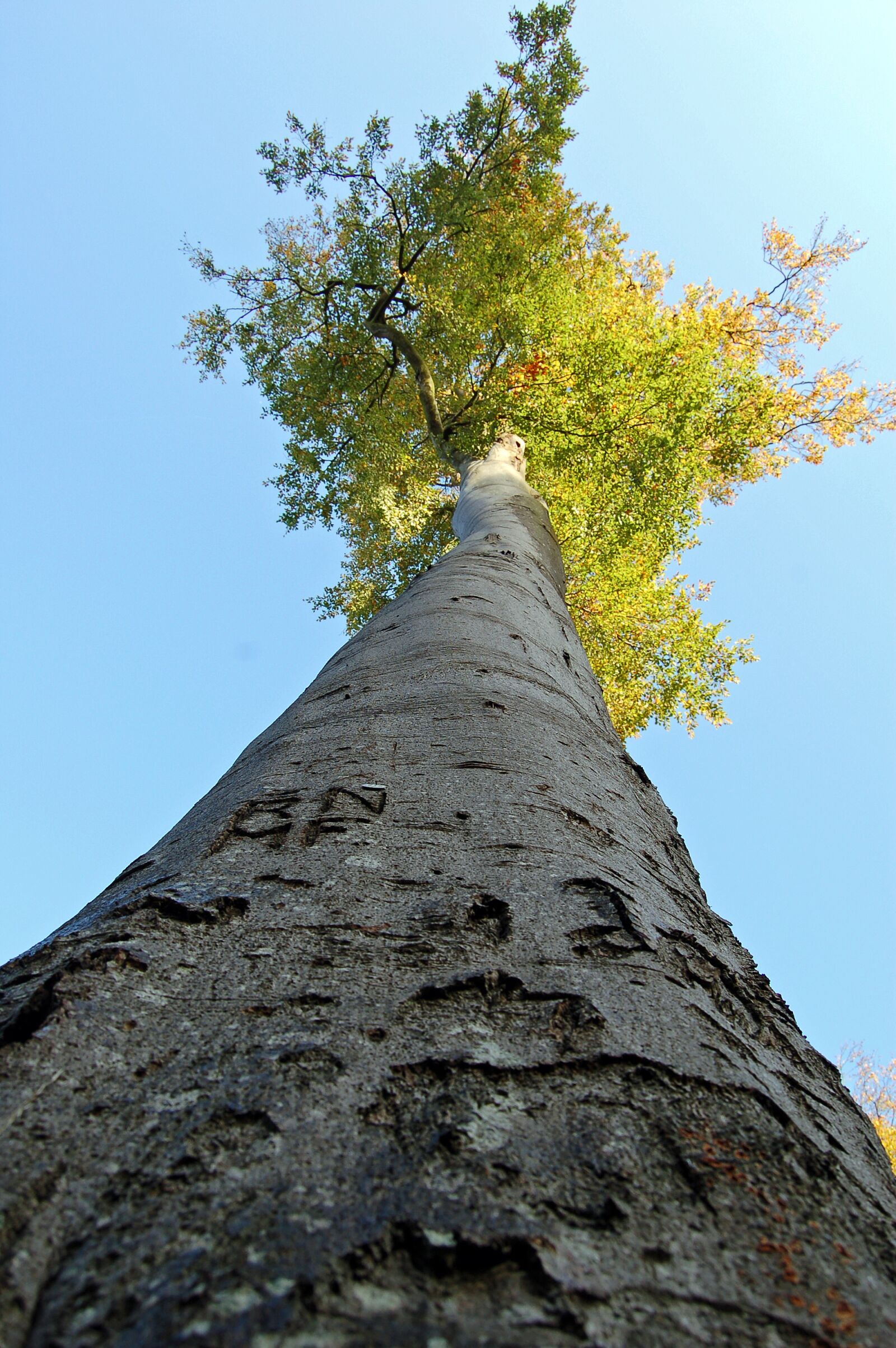 Nikon D50 sample photo. Tree, forest, autum photography