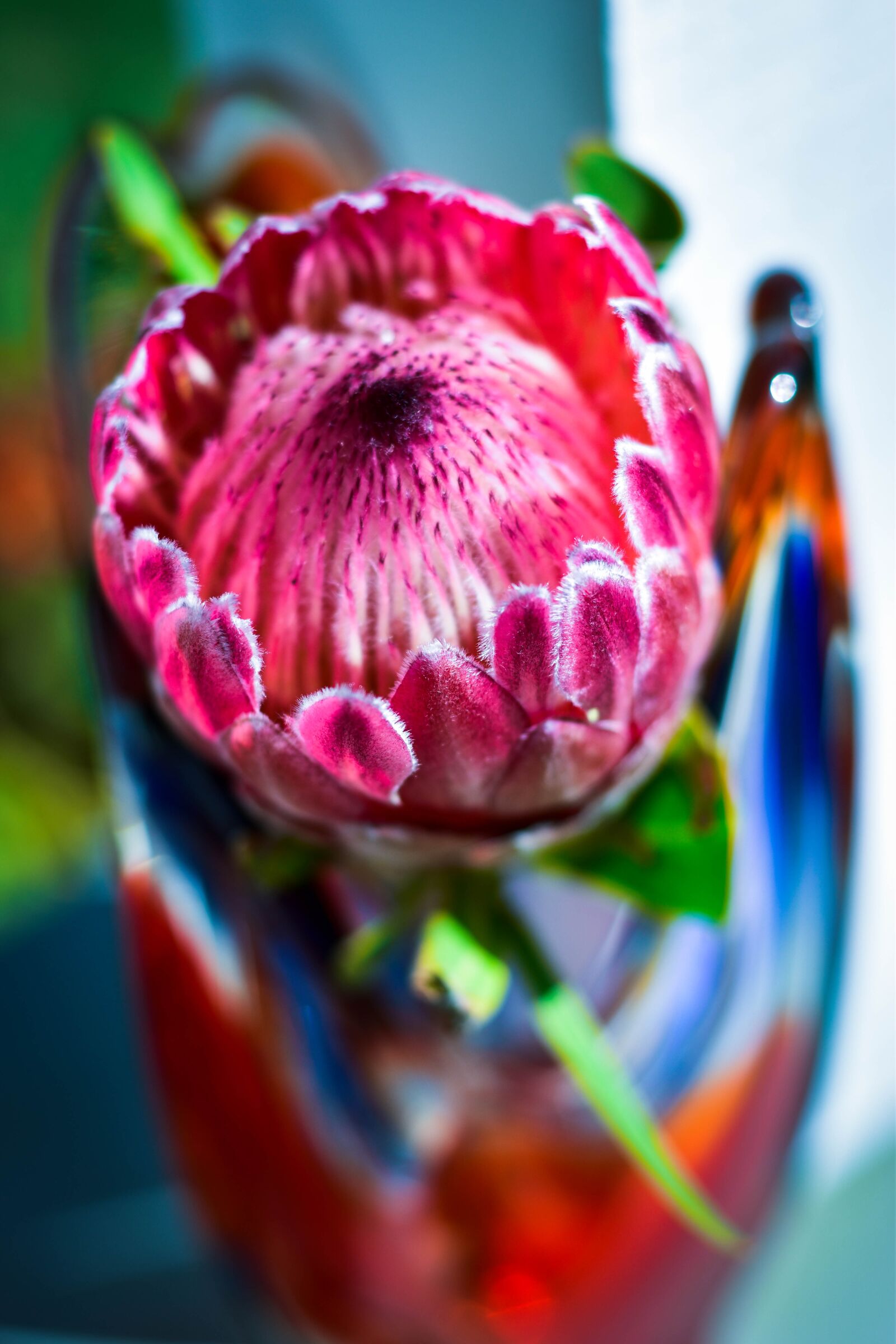 Nikon D5500 sample photo. Protea, flower, vase photography