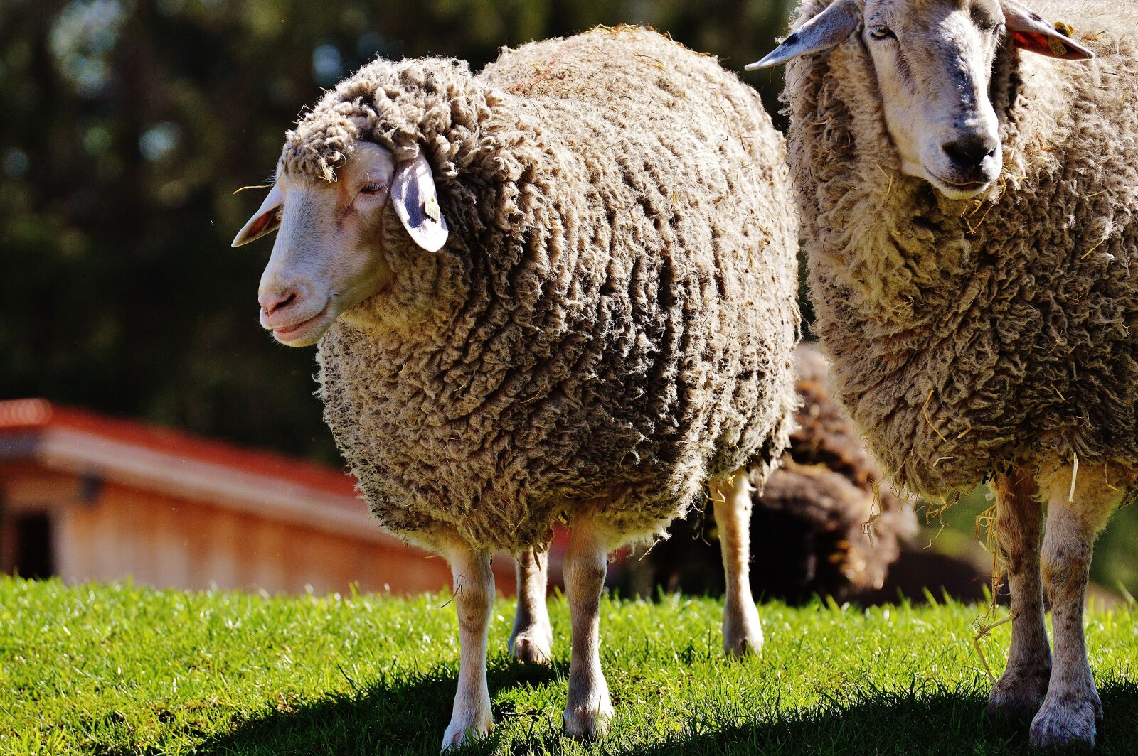 Nikon D3200 sample photo. Sheep, wool, animal photography