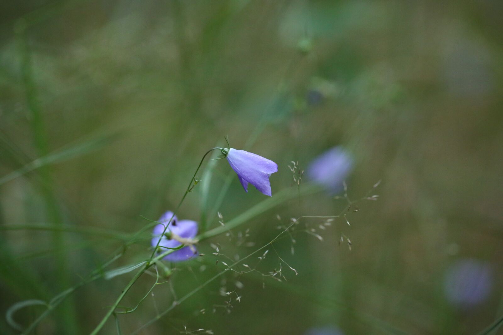 Canon EF 100mm F2.8L Macro IS USM sample photo. Flower, blossom, bloom photography