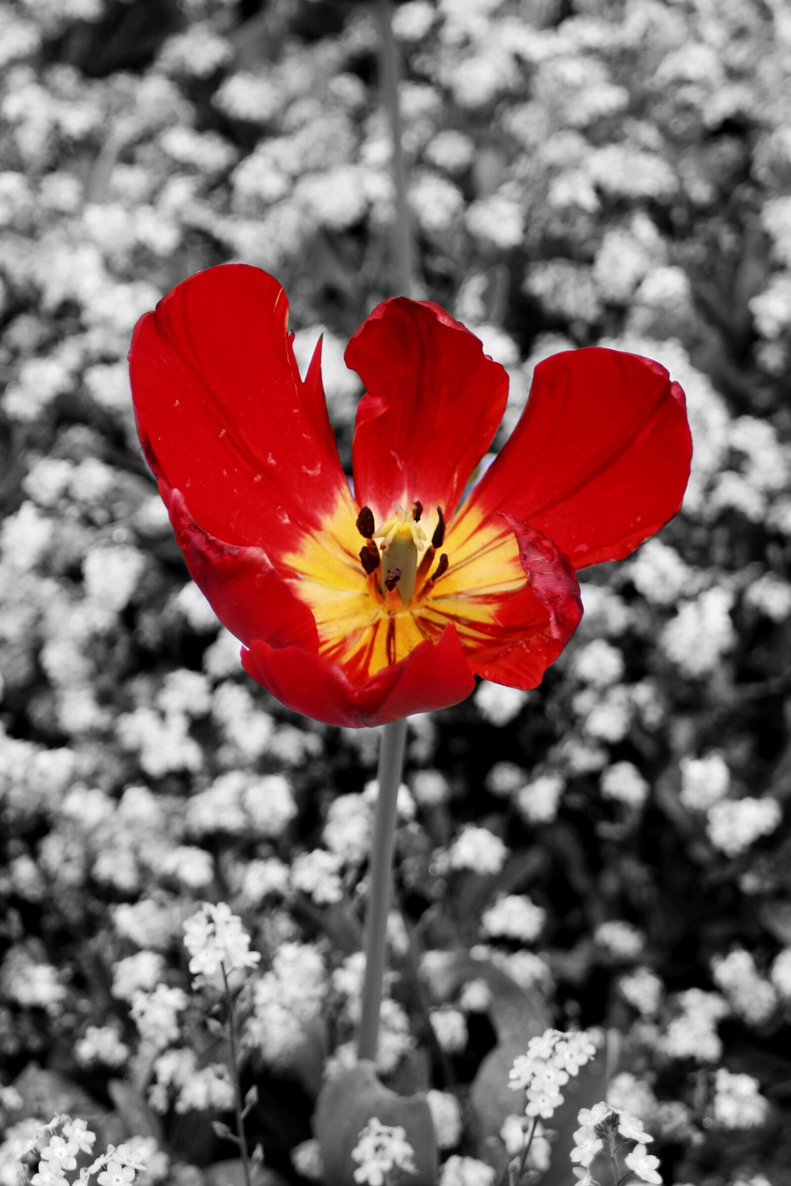Canon EF 35-80mm F4.0-5.6 III sample photo. Flower, nature, flora photography