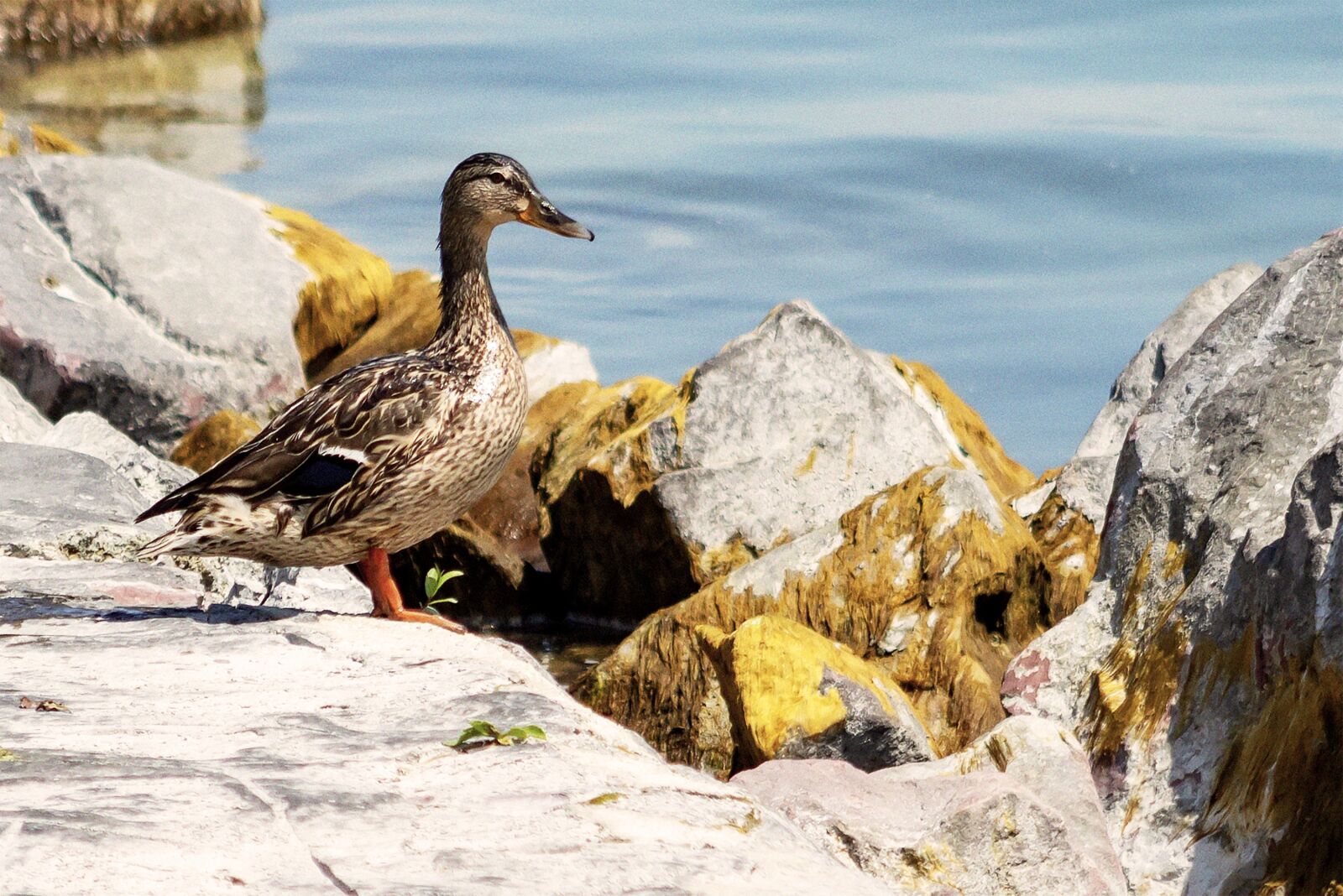 Canon EF75-300mm f/4-5.6 sample photo. Wild ducks, bird, animal photography