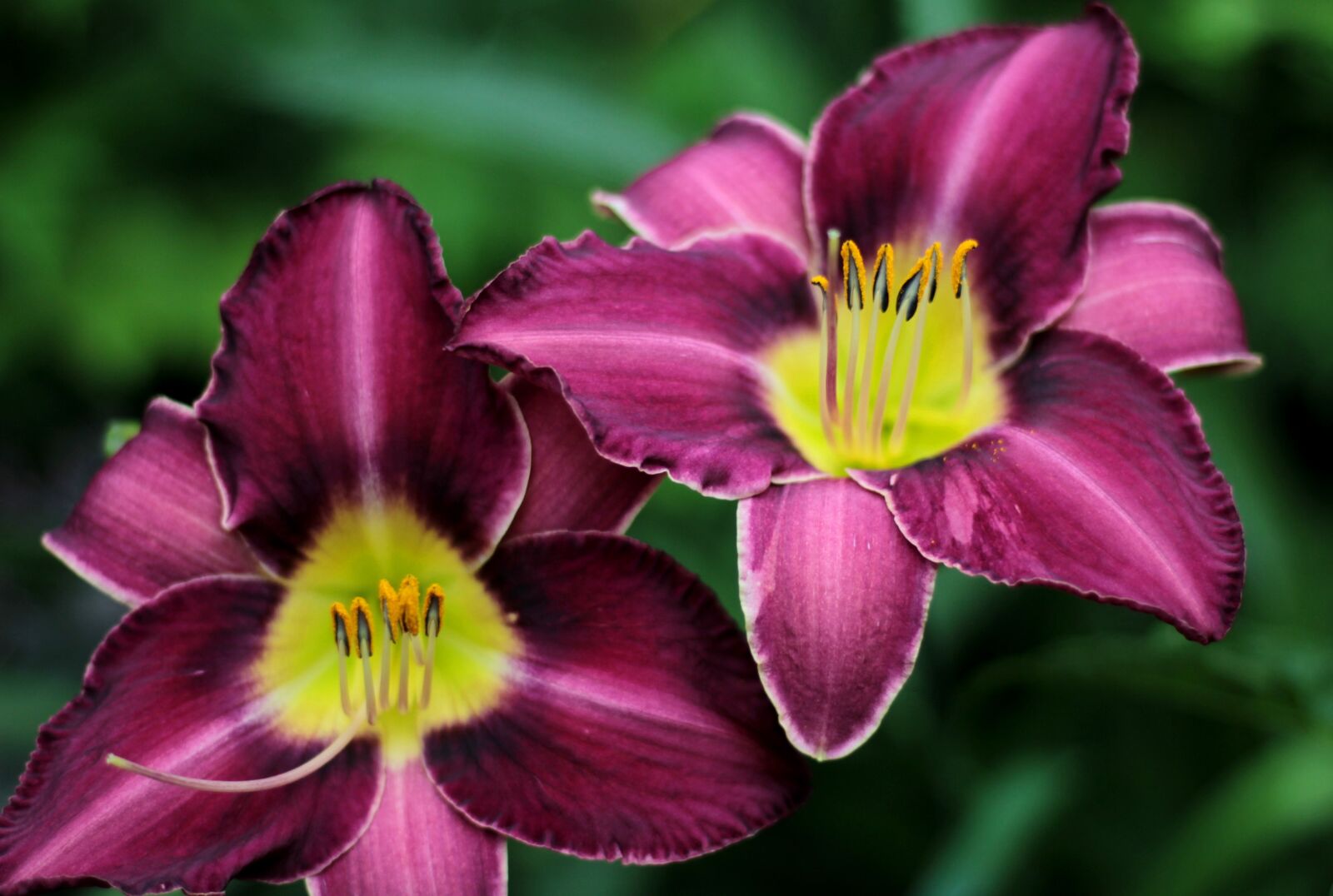 Canon EOS 600D (Rebel EOS T3i / EOS Kiss X5) sample photo. Hemerocallis chicago silver, daylily photography