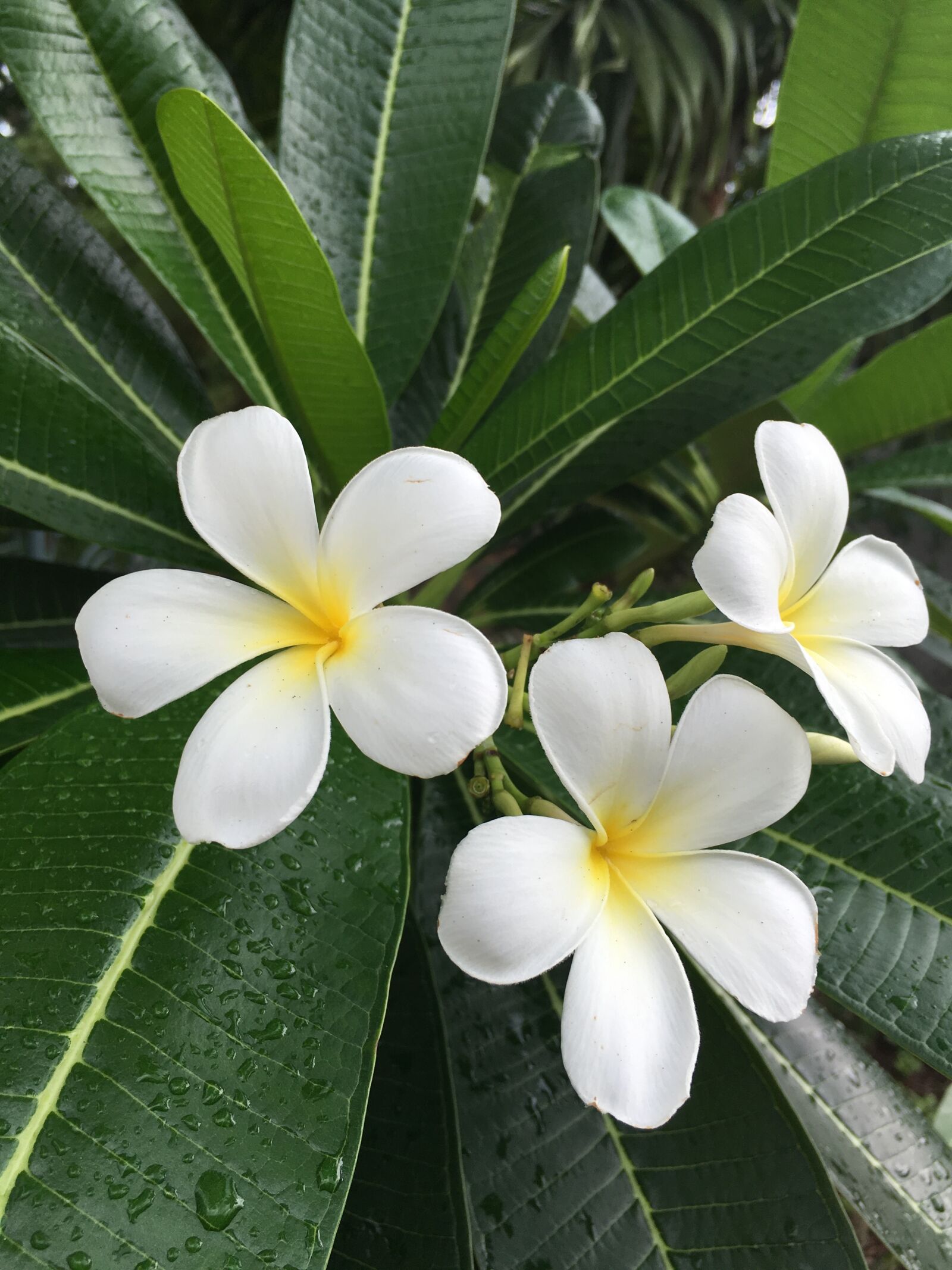 Apple iPhone 6s Plus sample photo. Plumeria, champa, floral photography