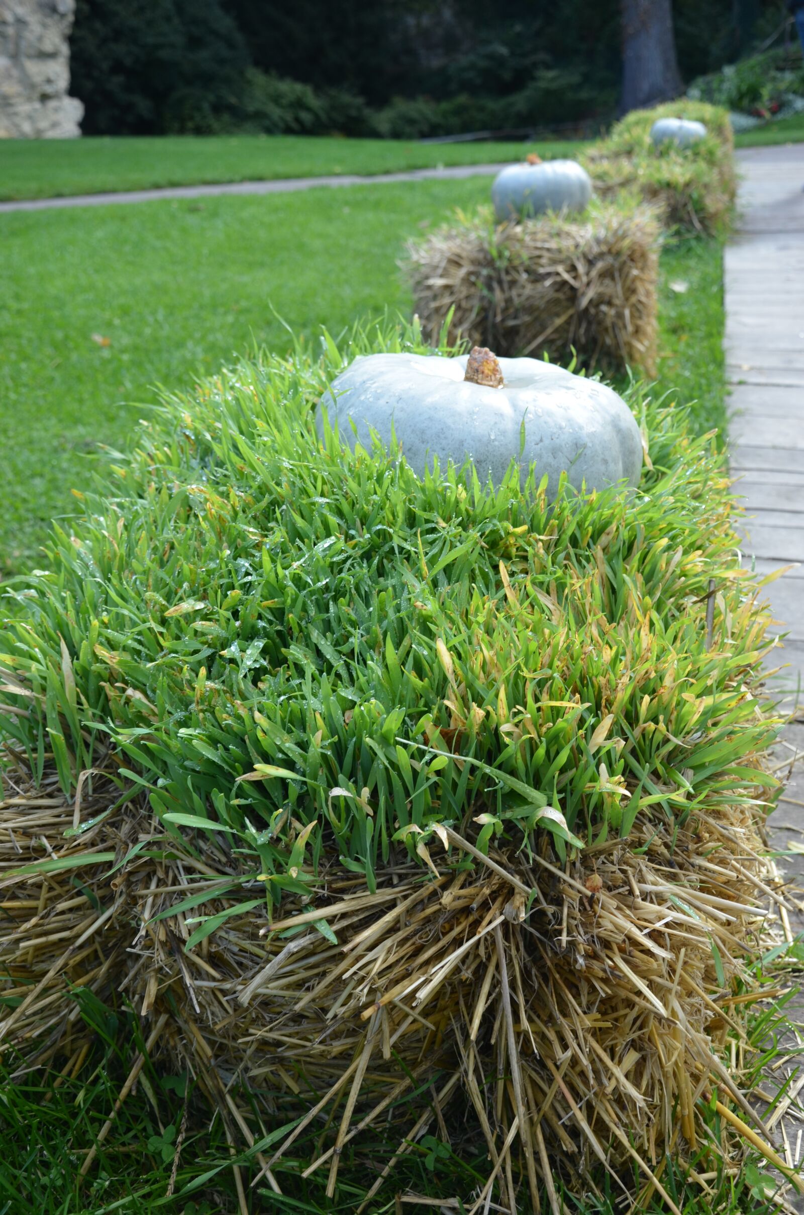 Nikon D5100 sample photo. Pumpkin, autumn, straw photography