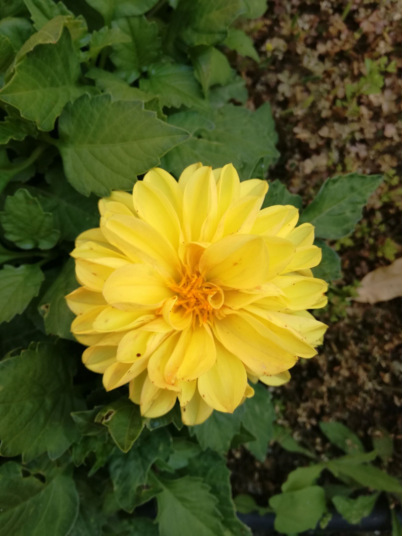 HUAWEI P9 LITE sample photo. Flowers, flower, garden photography