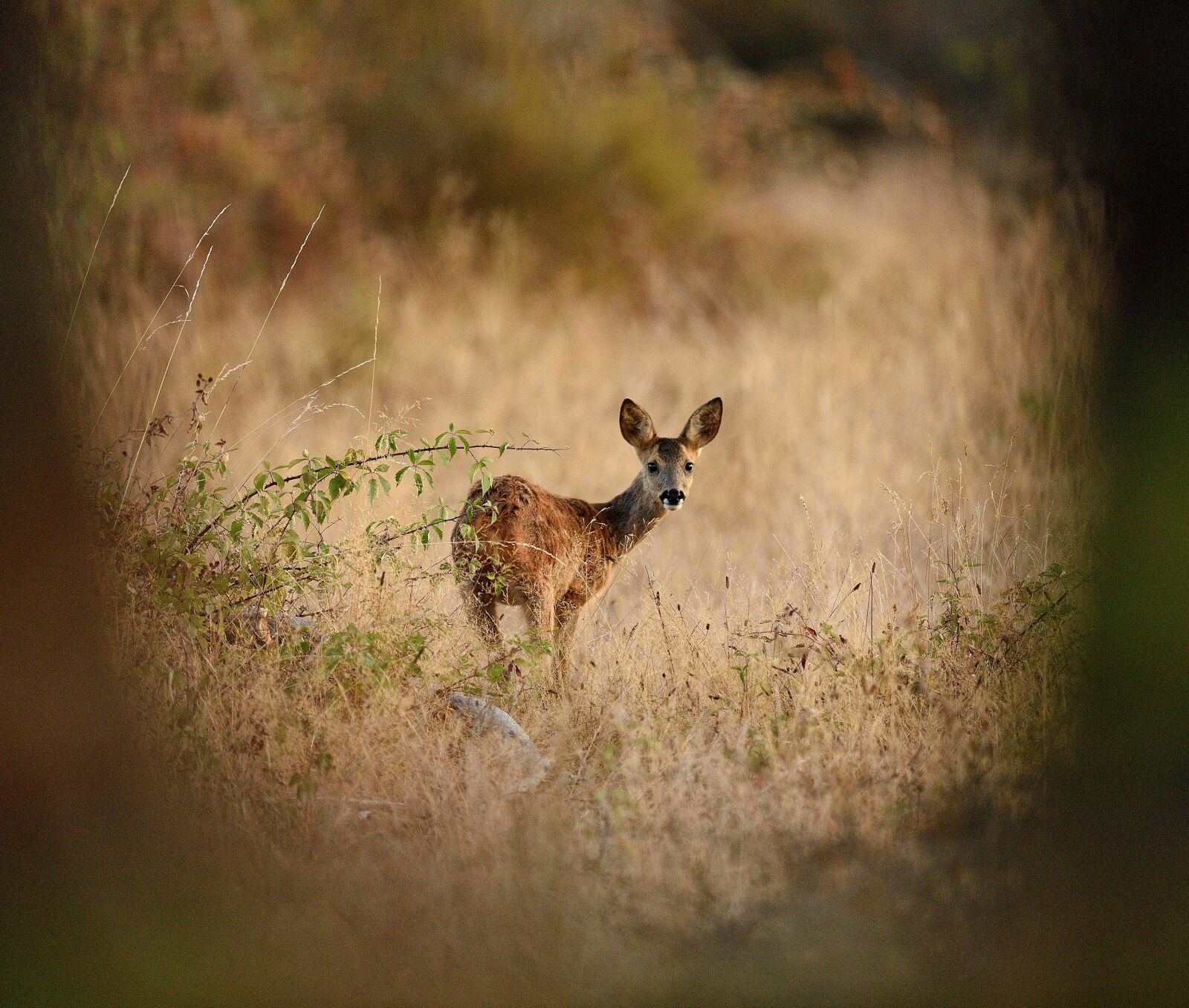 Nikon D750 sample photo. Deer, nature, field photography