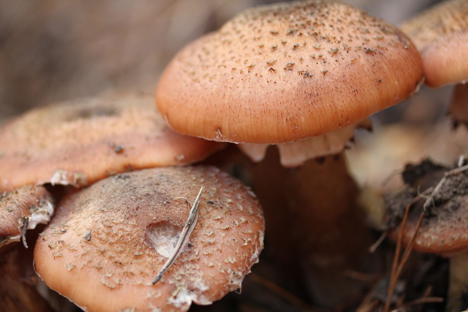 Canon EOS 7D sample photo. Mushrooms, mushroom, fungi photography