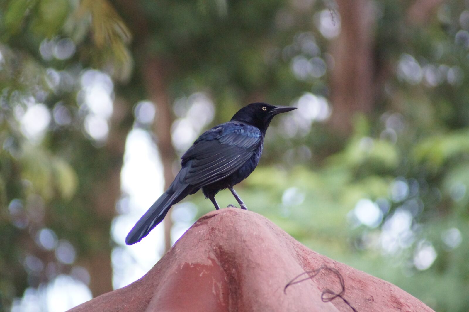 Sony SLT-A37 sample photo. Ave, profile, peak photography