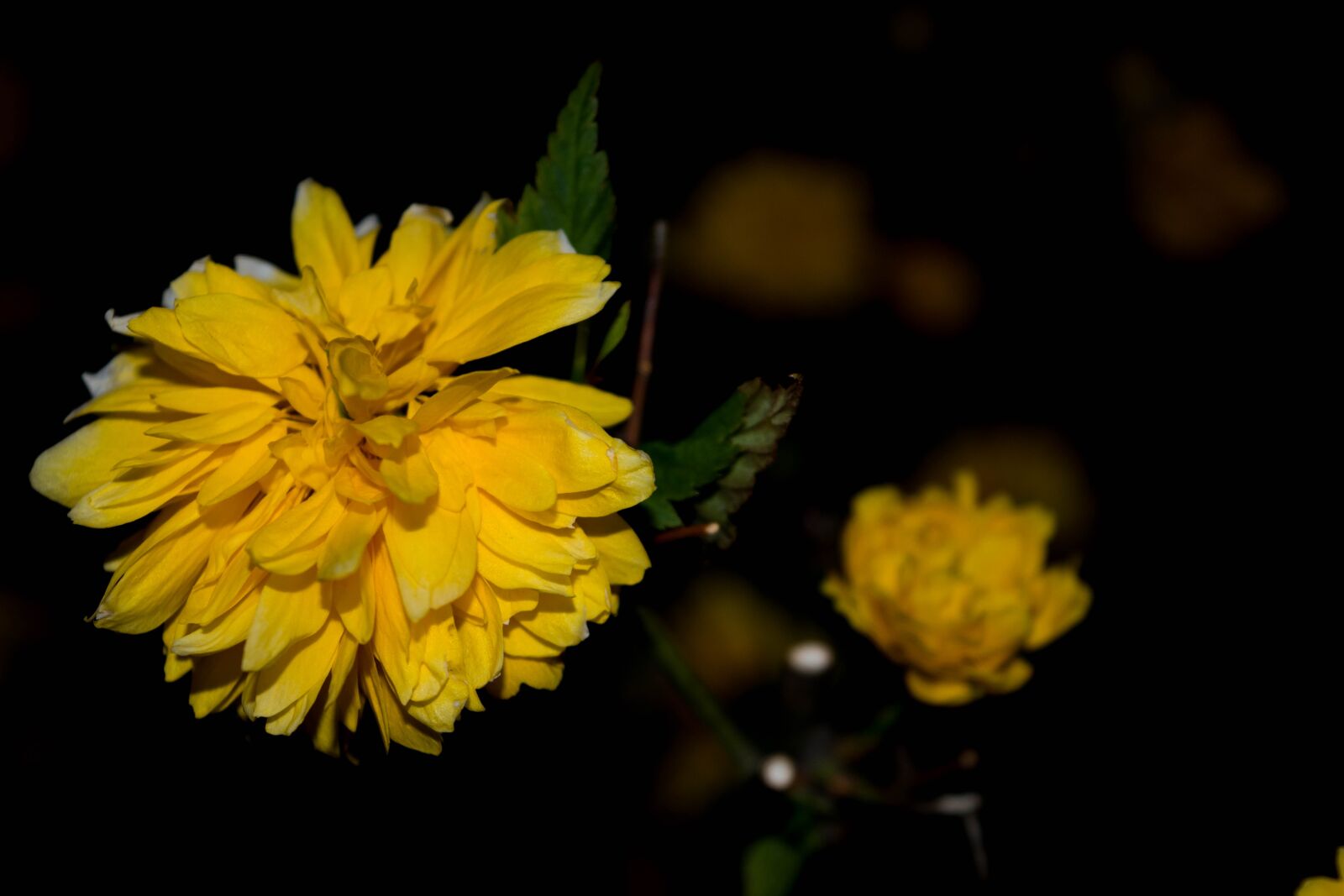 Nikon D5500 sample photo. Yellow, petals, beautiful photography