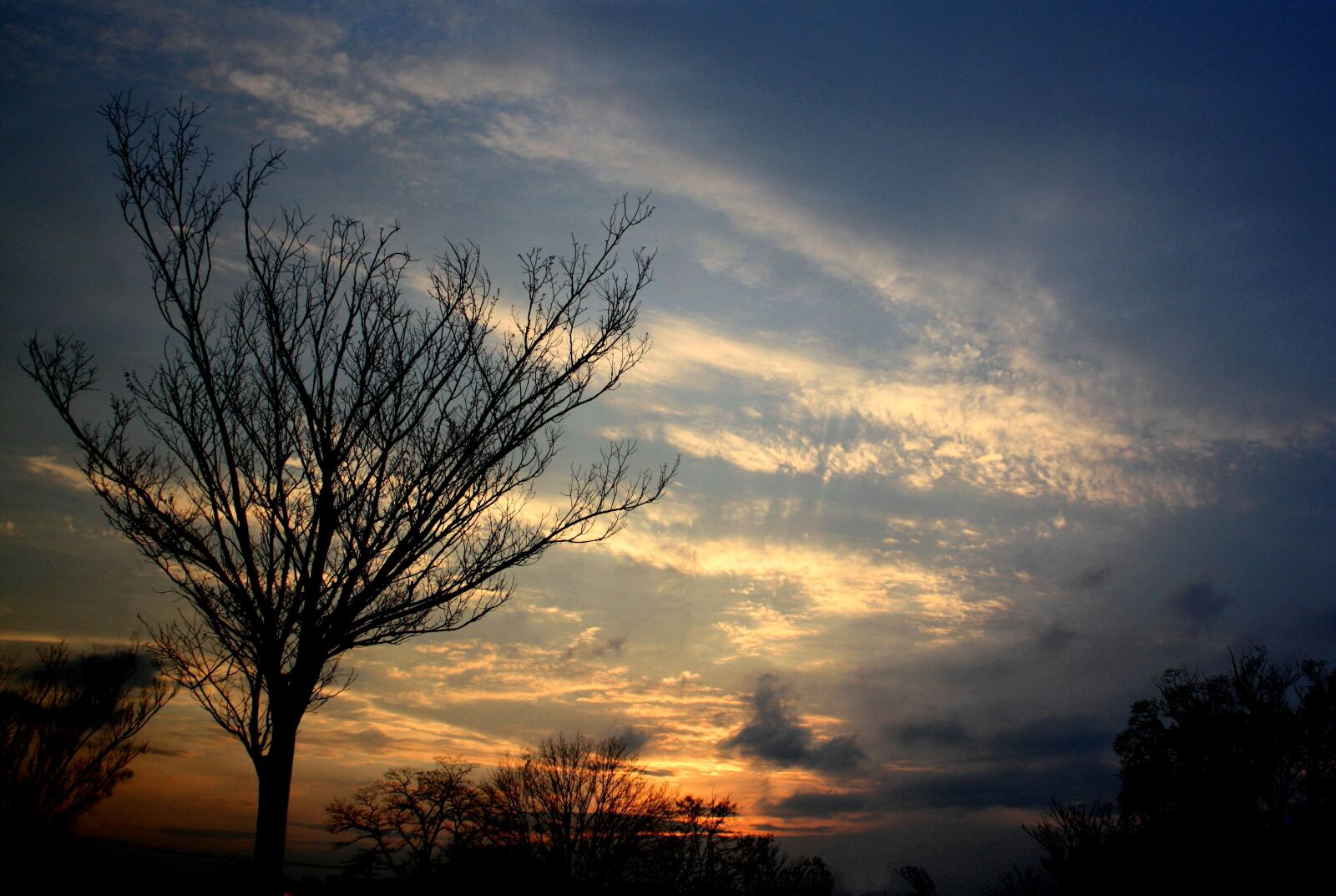 Canon EOS 450D (EOS Rebel XSi / EOS Kiss X2) sample photo. Sunset, sky, tree photography