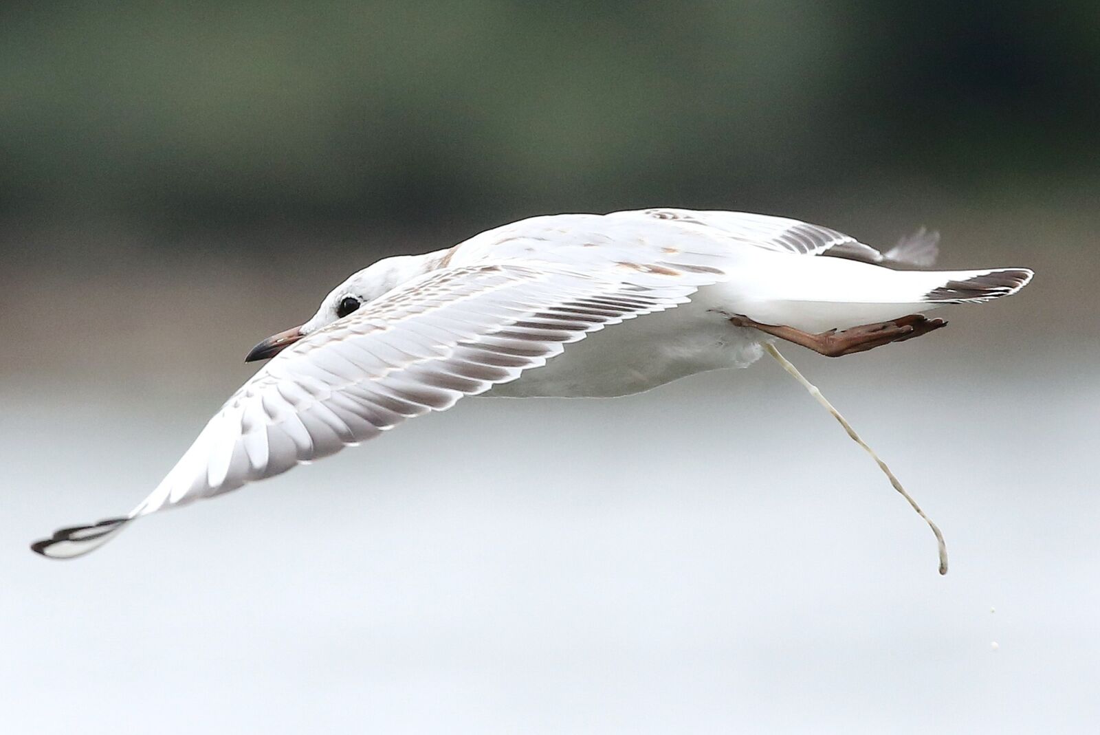 Canon EOS 5D Mark III sample photo. Bird, wing, feather photography