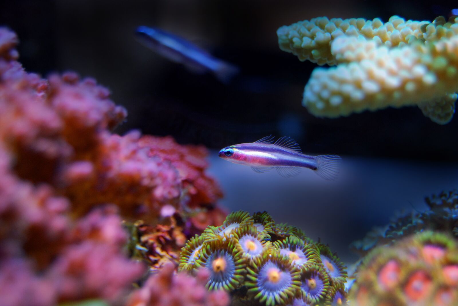 Nikon D40X sample photo. Fish, reef, coral photography